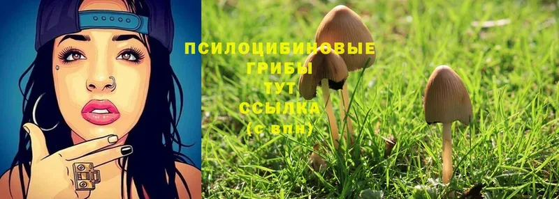 Галлюциногенные грибы Cubensis  Бузулук 